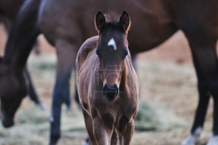 Baby horse