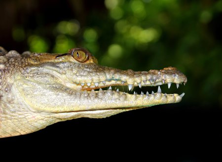 Crocodile profile macro detail head portrait