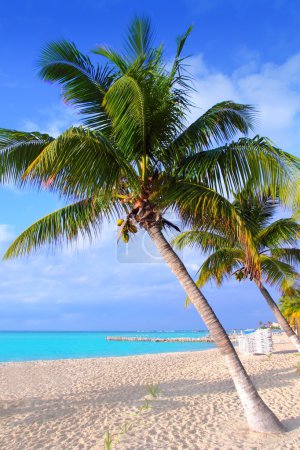 Caribbean North beach palm trees Isla Mujeres Mexico