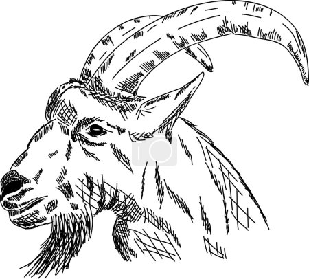 Vector - hand draw portrait goat isolated on background