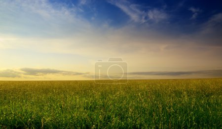Field of summer grass and sunset