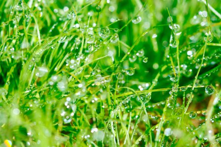 Dewdrop on grasses