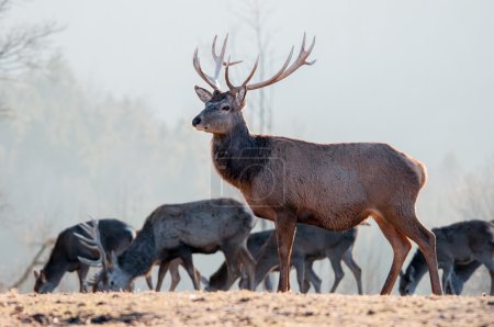Red Deer Stag and Herd