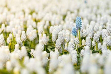 White grape hyacinth with couple of blue ones