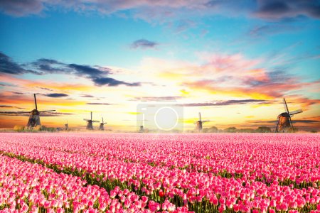 Vibrant tulips field with Dutch windmills