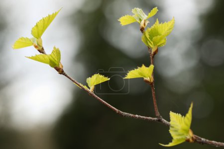 Young green birch leaves at spring time