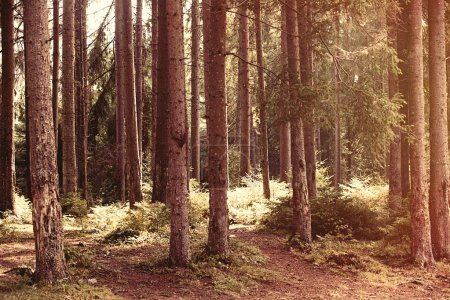Fir forest in Carpathian