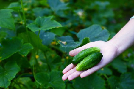 human hand with cucumbers on the green plants background