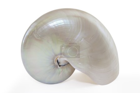 Nautilus Seashell with Path