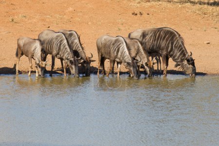 Wildebeest Drinking, South Africa