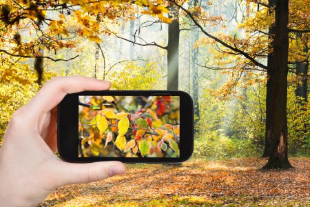 tourist taking photo of autumn forest