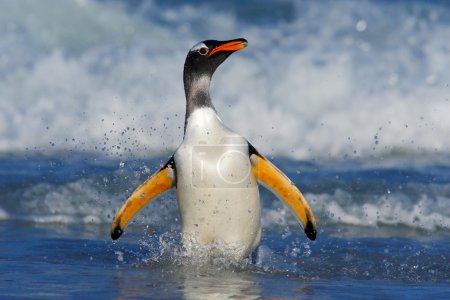 Magellanic Penguin swiming in the waves