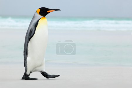 Big King penguin