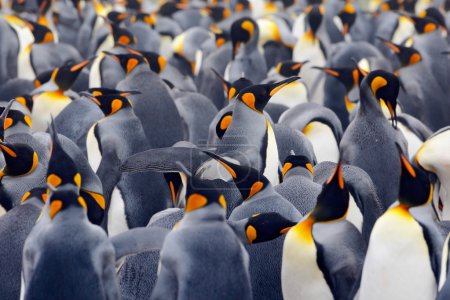 King penguins colony