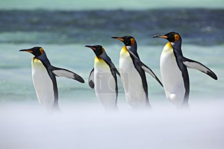 Group of four King penguins