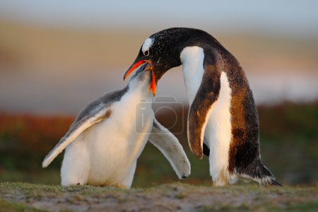 Feeding scene of gentoo penguins