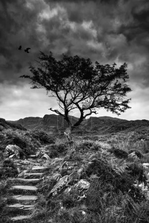 Solitary tree on mountain and footpath landscape in monochrome