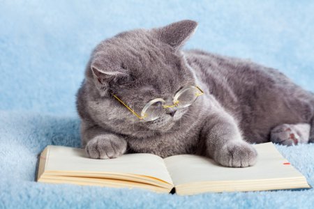 Wise cat reading book
