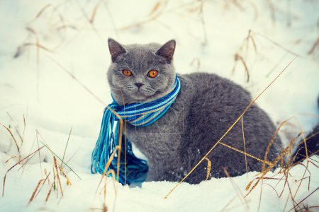Cat wearing scarf