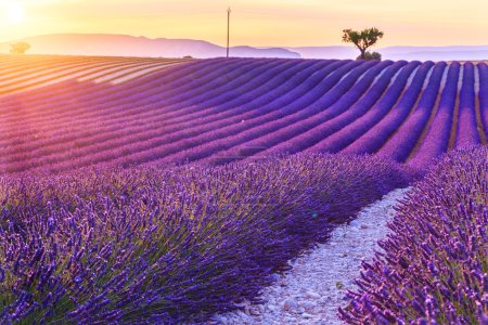 Beautiful sunset lavender field