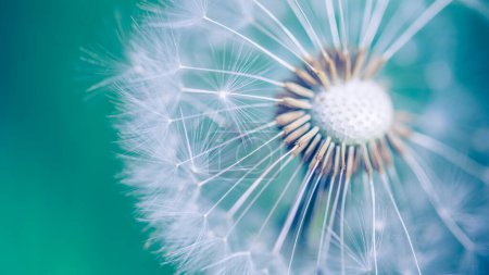 Beautiful close up dandelion ecology nature landscape with meadow. Abstract nature macro background. Bright colorful view with blurred sunny backdrop. inspirational nature