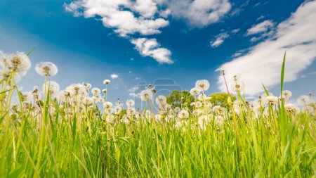 Beautiful close-up dandelions with meadow landscape under blue sky. Nature ecology landscape with meadow. Abstract grass sky background. idyllic spring summer nature landscape, relaxing, peaceful sunny natural view