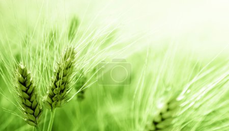 barley field 