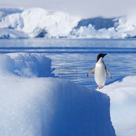 Nature and landscapes of Greenland with penguin
