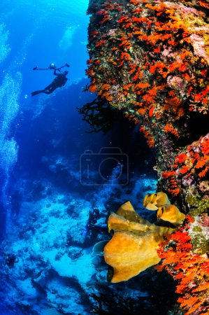 Divers and sponges in Banda, Indonesia underwater photo