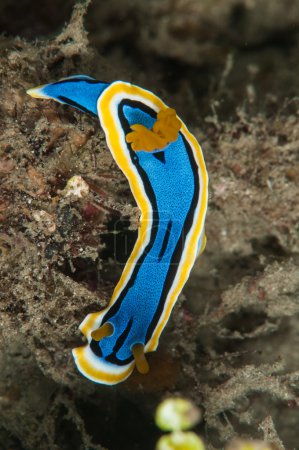 Scuba diving lembeh indonesia chromodoris elizabethina nudibranch