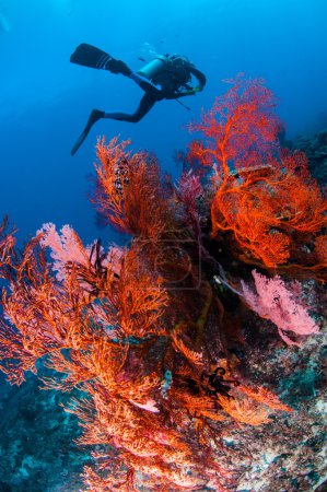 Diver swimming, Sea fan Anella mollis in Gili, Lombok, Nusa Tenggara Barat, Indonesia underwater photo