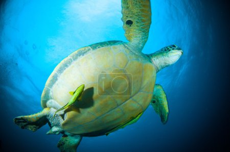 Sea turtle swimming bunaken sulawesi indonesia mydas chelonia underwater photo