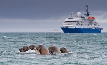 Walruses in the arctic water 