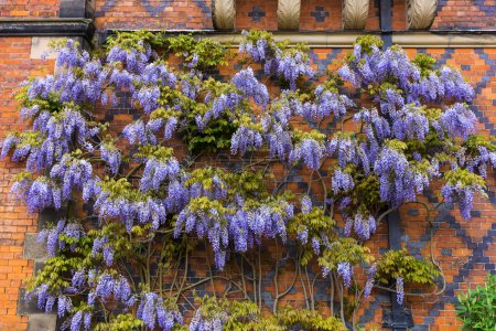 Large wisteria flowering plant.