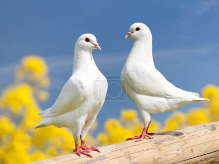 two white pigeons on perch with yellow flowering background