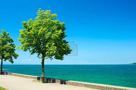 Trees by Lake Constance at Germany
