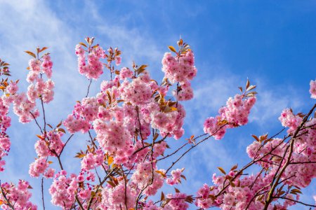 Beautiful Japanese cherry tree blossom