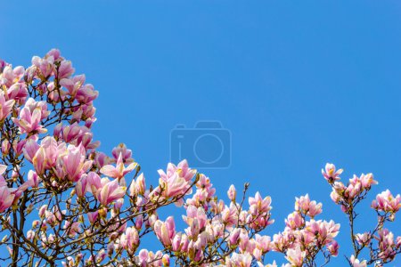 Pink magnolia branches.
