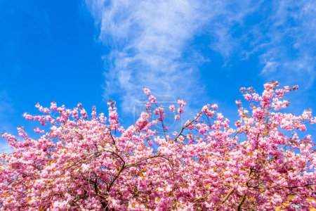 Beautiful Japanese cherry tree blossom in May