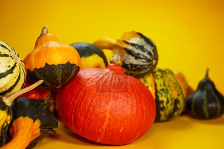Autumn with seasonal pumpkin
