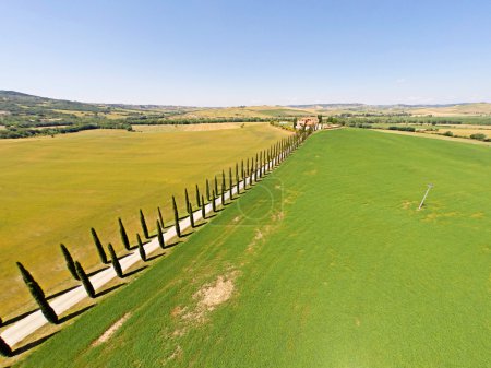 Tuscany cypresses from sky view