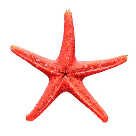 Alive red sea star