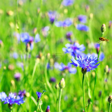 Bee on knapweed field