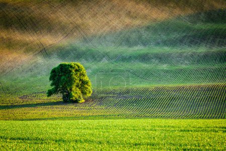 Lonely tree in ploughed field