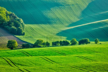Rolling summer landscape of Moravia