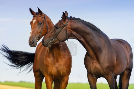 Couple horse in love