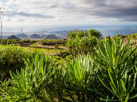 Flora of Tenerife, Canary Islands. Spain