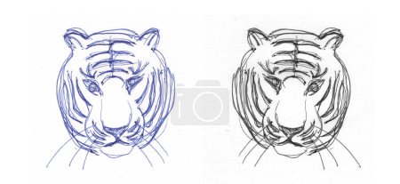 Blue water tiger head; pen drawn artwork line-art portrait of animal, illustration for blue (black) water tiger chinese calendar - new year zodiac poster.