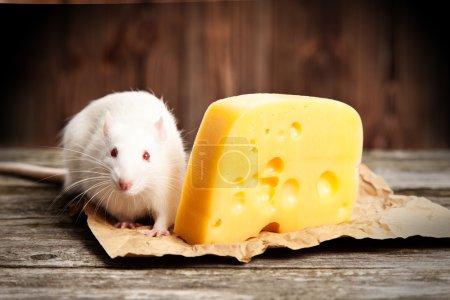 Pet rat with a large piece of cheese