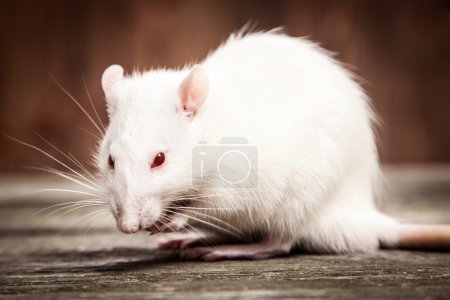 Pet rat closeup
